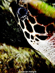 Sea turtle by Wawan Mangile 